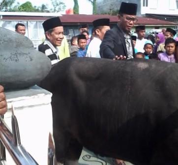 Bupati Rohil Berkurban Enam ekor Sapi di Idul Adha 1437 Hijriyah